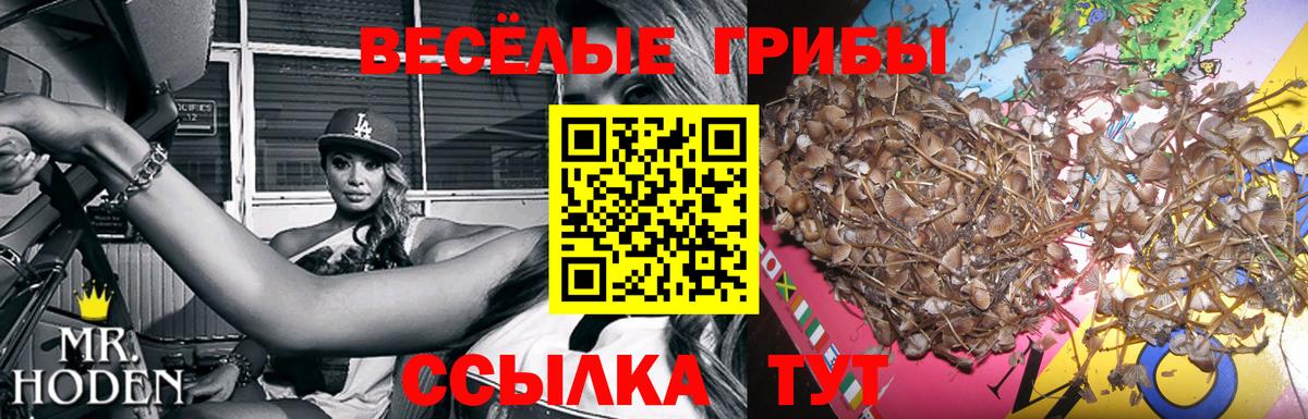 Галлюциногенные грибы прущие грибы Брянск